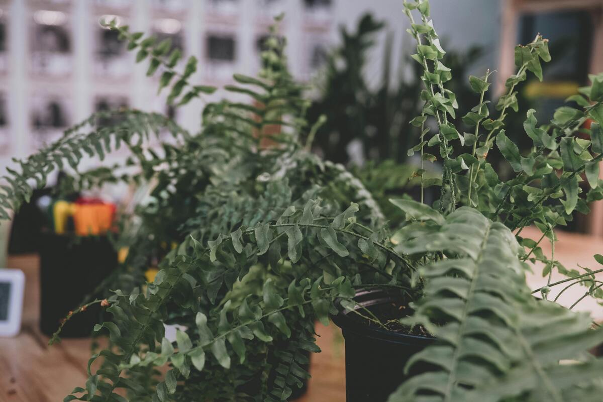 Boston fern